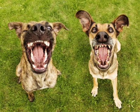 FireShot Screen Capture #006 - '500px _ Angry birds by Elke Vogelsang' - 500px_com_photo_32796035